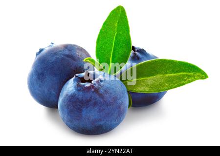 Drei frische Heidelbeeren isoliert auf weißem Hintergrund. Stockfoto