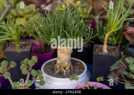 Eine saftige Pflanze mit dicken, grünen Blättern wächst in einem weißen Keramiktopf. Die Pflanze ist von anderen kleinen Töpfen mit verschiedenen Arten von Sukkulenten umgeben Stockfoto