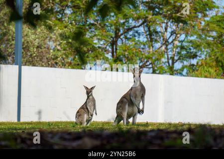 Wallabys essen grünes Gras auf dem Rasen Stockfoto