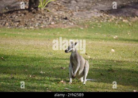 Wallabys essen grünes Gras auf dem Rasen Stockfoto