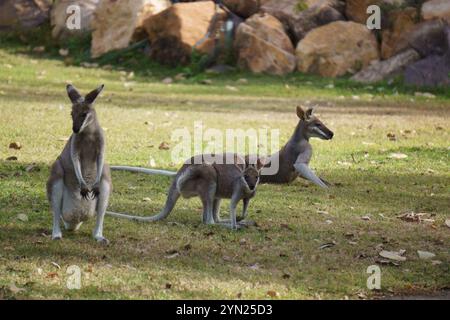 Wallabys essen grünes Gras auf dem Rasen Stockfoto