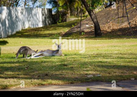 Wallabys essen grünes Gras auf dem Rasen Stockfoto