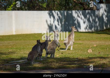 Wallabys essen grünes Gras auf dem Rasen Stockfoto