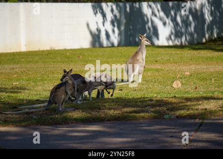 Wallabys essen grünes Gras auf dem Rasen Stockfoto