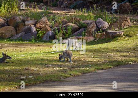 Wallabys essen grünes Gras auf dem Rasen Stockfoto