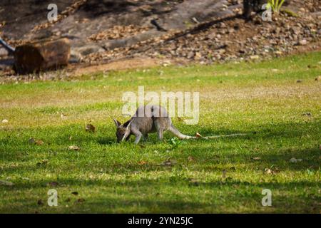 Wallabys essen grünes Gras auf dem Rasen Stockfoto