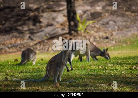 Wallabys essen grünes Gras auf dem Rasen Stockfoto