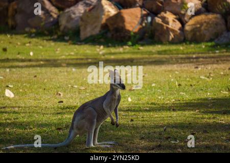 Wallabys essen grünes Gras auf dem Rasen Stockfoto