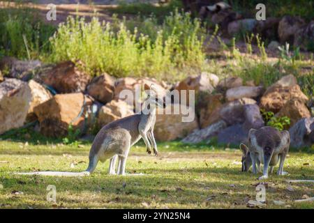 Wallabys essen grünes Gras auf dem Rasen Stockfoto