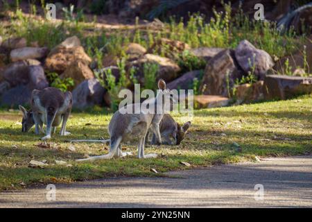 Wallabys essen grünes Gras auf dem Rasen Stockfoto