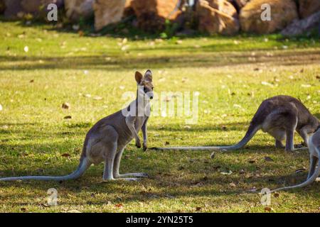 Wallabys essen grünes Gras auf dem Rasen Stockfoto