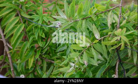 Nahaufnahme der Blätter der Zitronenverbene und der Blüten, die von Draht gestützt werden und die lebendige grüne Farbe der Pflanze und die zarten Blüten hervorheben Stockfoto