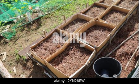 Kiefernnadelmulch wird als Boden in Kartons verwendet, um Setzlinge in einem Gemüsegarten zu beginnen Stockfoto