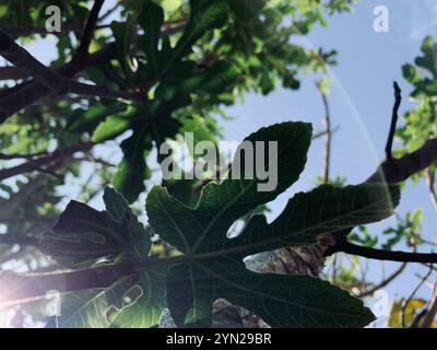 Die im Sonnenlicht getauchten Feigenblätter leuchten in leuchtenden Grüntönen, eine perfekte Erinnerung an die schlichte und dennoch atemberaubende Schönheit der Natur. 🌿☀️ #NatureInFocus #Sunli Stockfoto