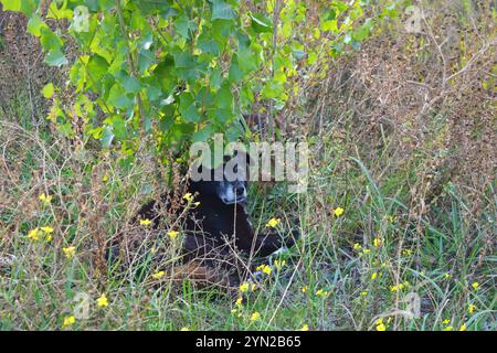 Haustiere, schöner schwarzer Hund mit weißer Brust liegt in trockenem Gras unter Baum. Stockfoto