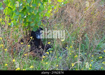 Haustiere, schöner schwarzer Hund mit weißer Brust liegt in trockenem Gras unter Baum. Stockfoto