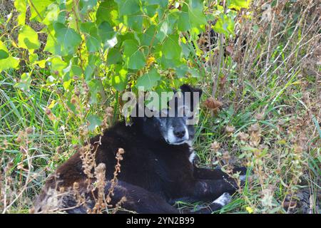 Haustiere, schöner schwarzer Hund mit weißer Brust liegt in trockenem Gras unter Baum. Stockfoto