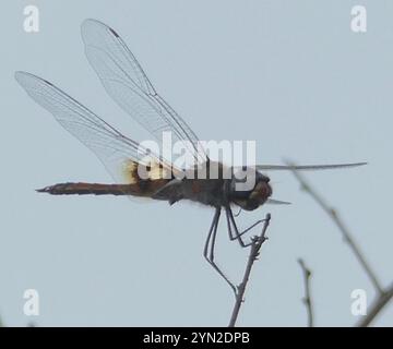 Schlüssellochgleiter (Tramea basilaris) Stockfoto