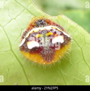 Zweidornige Spinne (Poecilopachys australasia) Stockfoto