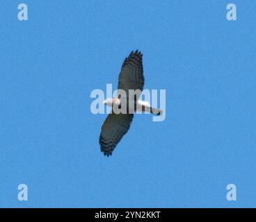 Doppelzahndrachen (Harpagus bidentatus) Stockfoto