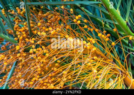 Goldgelbe Datteln reifen auf einer Dattelpalme im Nachmittagslicht Stockfoto