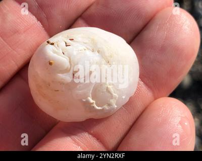 Whitecap Limpet (Acmaea mitra) Stockfoto