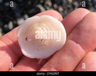 Whitecap Limpet (Acmaea mitra) Stockfoto