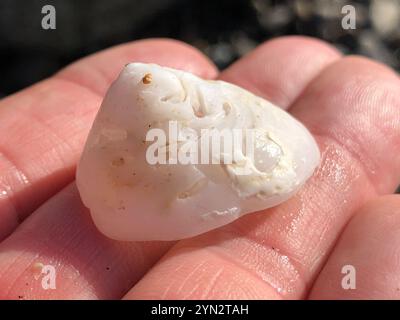 Whitecap Limpet (Acmaea mitra) Stockfoto
