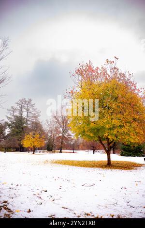 Wenn Herbst auf Winter im November trifft Stockfoto