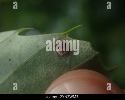 Zweidornige Spinne (Poecilopachys australasia) Stockfoto