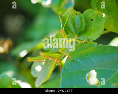 Große grüne Grasshopper (Chondracris rosea) Stockfoto