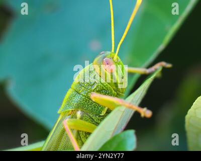 Große grüne Grasshopper (Chondracris rosea) Stockfoto