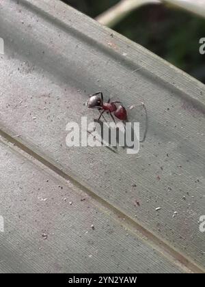 Kompakte Carpenter-Ameise (Camponotus planatus) Stockfoto