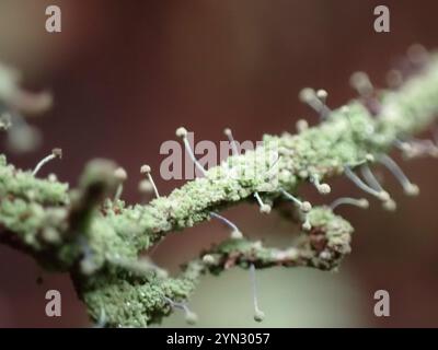 Schwefelstoppelflechte (Chaenotheca furfurfuracea) Stockfoto