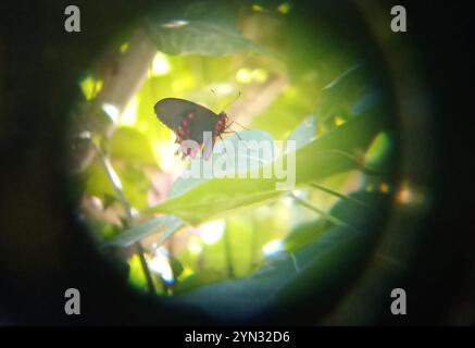 Cattleheart (Parides photinus) mit rosafarbenem Punktmuster Stockfoto