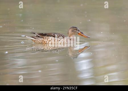 Erwachsene weibliche Nordschaufel (Spatula clypeata) schwimmt in einer Lagune im Naturschutzgebiet Isonzo-Flussmündung, isola della Cona, Italien. Stockfoto