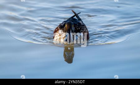 Männlicher Nordschaufel (Spatula clypeata) schwimmt in einer Lagune im Naturschutzgebiet Isonzo, isola della Cona, Italien. Stockfoto