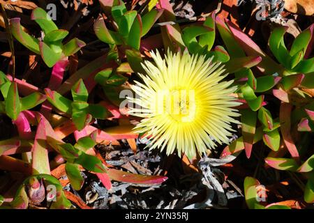 Carpobrotus edulis, bekannt unter verschiedenen gebräuchlichen Bezeichnungen wie Hottentot Fig, Sour Fig, Ice Plant und Glaucous Pig Face, heimisch in Südafrika. Stockfoto