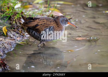 Wasserbahn (Rallus aquaticus) auf einem Feuchtgebiet. Naturschutzgebiet Isonzo-Flussmündung, Isola della Cona, Friaul Julisch Venetien, Italien. Stockfoto