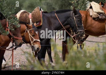 Mendoza, Argentinien. 03-10-2020. Caballo / Pferd Stockfoto