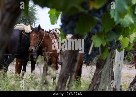 Mendoza, Argentinien. 03-10-2020. Caballo / Pferd Stockfoto