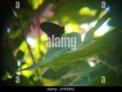 Cattleheart (Parides photinus) mit rosafarbenem Punktmuster Stockfoto