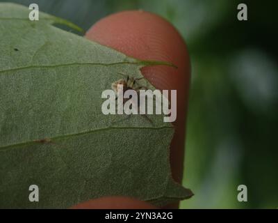 Zweidornige Spinne (Poecilopachys australasia) Stockfoto