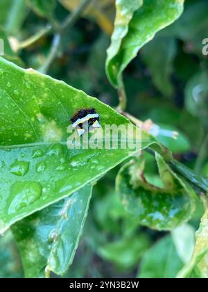 Zweidornige Spinne (Poecilopachys australasia) Stockfoto