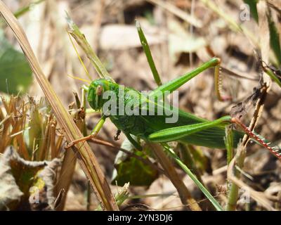 Große grüne Grasshopper (Chondracris rosea) Stockfoto