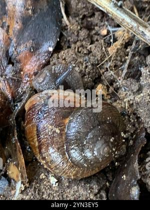 Nicklin's Schulterband Schnecke (Helminthoglypta nickliniana) Stockfoto