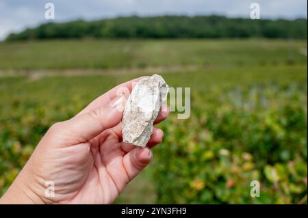 Hand mit einer Probe von weißen Kreidesteinen Boden von Grand Cru Champagnerweinen der Cote des Blancs in der Nähe des Dorfes Cramant und Avize, Champagne, Frankreich Stockfoto