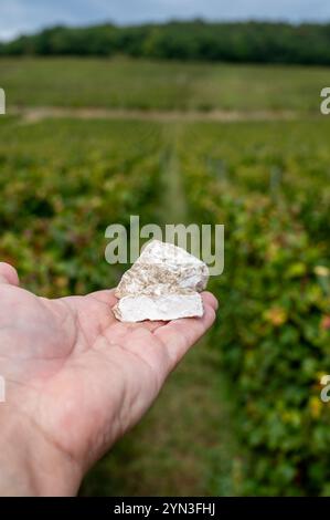 Hand mit einer Probe von weißen Kreidesteinen Boden von Grand Cru Champagnerweinen der Cote des Blancs in der Nähe des Dorfes Cramant und Avize, Champagne, Frankreich Stockfoto