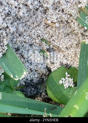 Großer importierter Großkopf-Ant (Pheidole obscurithorax) Stockfoto