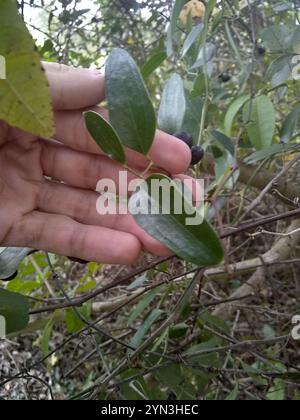 lorbeerblatt greenbrier (Smilax laurifolia) Stockfoto